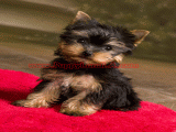 teacup yorkie